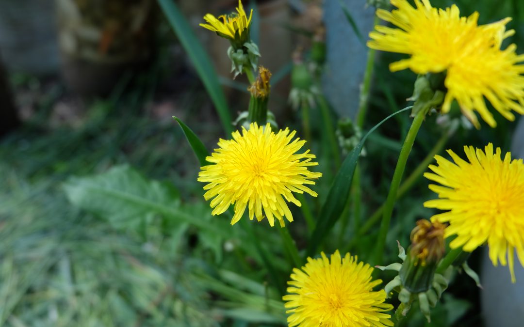 Coffee Substitute – Why Use Plant Roots: Chicory and Dandelion